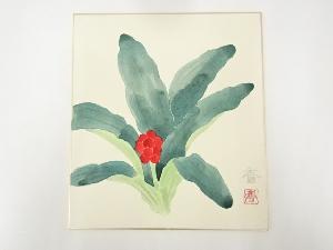 小林香筆　万年青　肉筆色紙